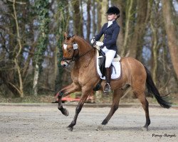 dressage horse Dreamworks international (German Riding Pony, 2008, from FS Don't Worry)