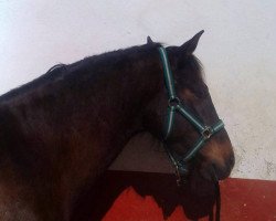 horse Hindo (Pura Raza Espanola (PRE), 2010)