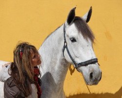 horse Deseada (Pura Raza Espanola (PRE), 2011)