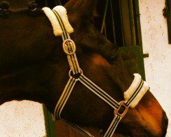 dressage horse Inka vom Habichtshof (Westphalian, 2003, from Insterburg TSF)