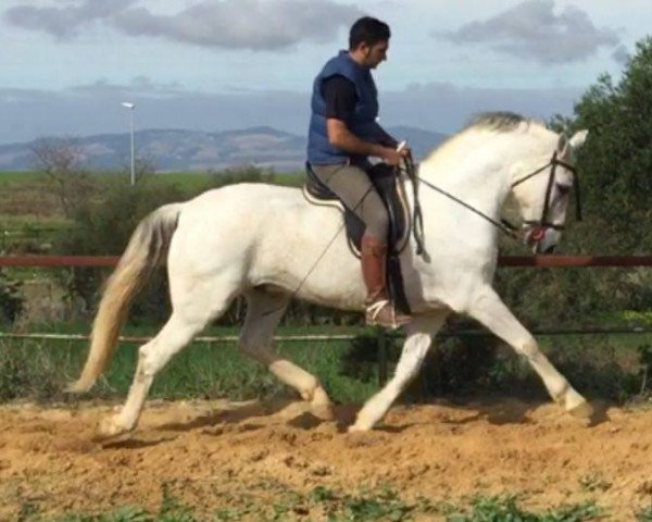 Pferd MANOLITO (Cruzado, 2004)