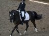 dressage horse Dark Diamond 49 (German Riding Pony, 2008, from Davenport II)