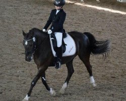 dressage horse Dark Diamond 49 (German Riding Pony, 2008, from Davenport II)