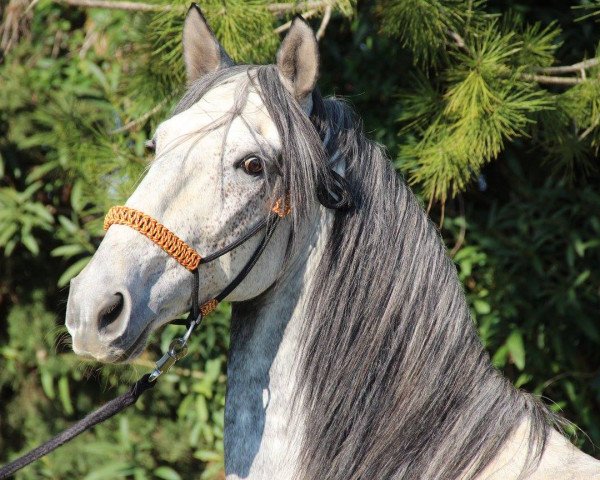 horse MARTI (Lusitano, 2009)