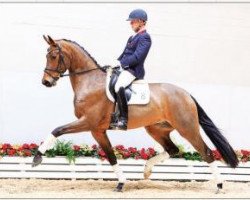 dressage horse Flying Dancer OLD (Oldenburg, 2012, from Fürst Romancier)