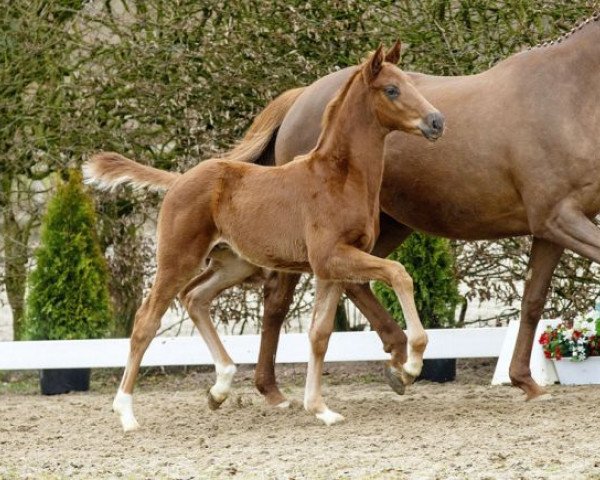 Dressurpferd Bailador (Westfale, 2016, von Borsalino)