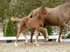 dressage horse Bailador (Westphalian, 2016, from Borsalino)