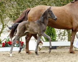 dressage horse Dark Dancer (Westphalian, 2016, from Dante Weltino Old)