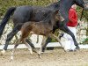 dressage horse Bella Lucia (Westphalian, 2016, from Bretton Woods)