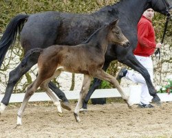 dressage horse Bella Lucia (Westphalian, 2016, from Bretton Woods)