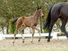 dressage horse Fabregas (Westphalian, 2016, from Fürsten-Look)