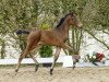 dressage horse Sansibar (Westphalian, 2016, from Sir Heinrich OLD)