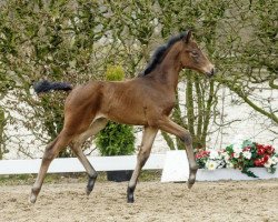 dressage horse Sansibar (Westphalian, 2016, from Sir Heinrich OLD)