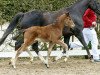 Springpferd Cardo (Deutsches Reitpony, 2016, von Cosmopolitan NRW)