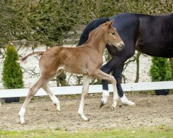 dressage horse Schattentänzer (Westphalian, 2016, from Sir Heinrich OLD)