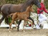 dressage horse Violetta (Westphalian, 2016, from Vilancio)