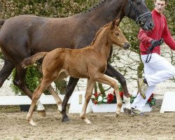 dressage horse Violetta (Westphalian, 2016, from Vilancio)