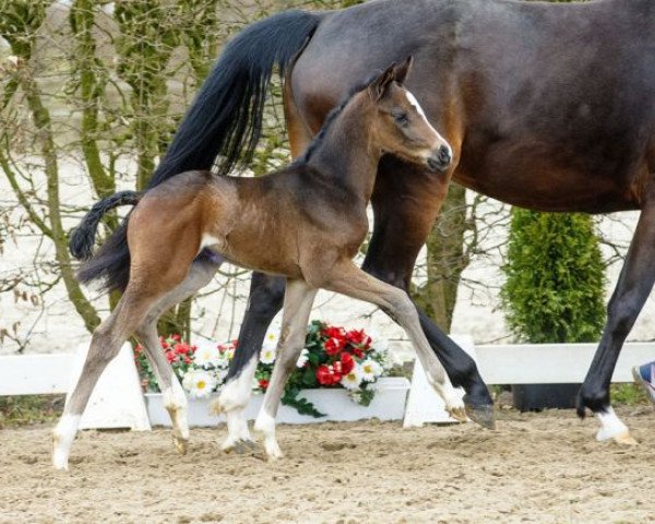 dressage horse Fabio Castello (Westphalian, 2016, from Foundation 2)