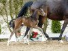 dressage horse Fabio Castello (Westphalian, 2016, from Foundation 2)