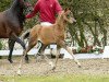 jumper Prinzessin Lillifee (German Riding Pony, 2016, from Primera Vez)