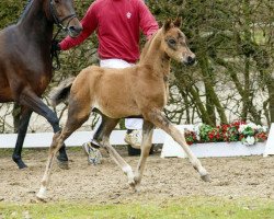 Springpferd Prinzessin Lillifee (Deutsches Reitpony, 2016, von Primera Vez)