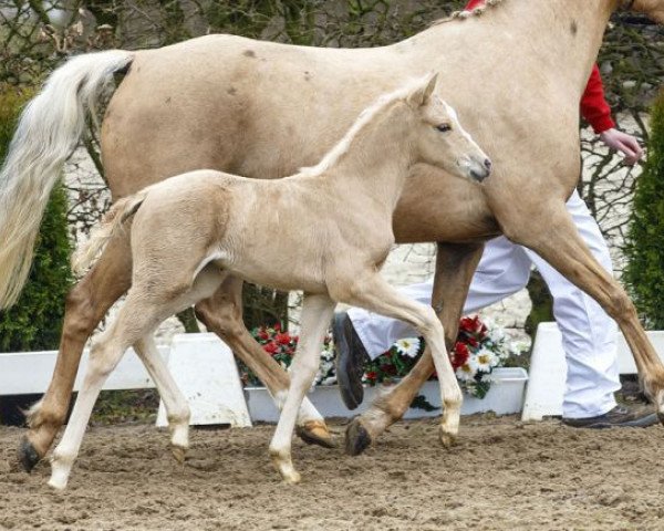 dressage horse Alice (German Riding Pony, 2016, from A new Star)