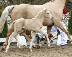 dressage horse Alice (German Riding Pony, 2016, from A new Star)