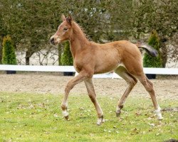 stallion Lemon Tree (Westphalian, 2016, from Like Angel)