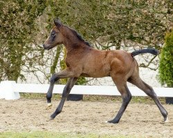 Springpferd Cassiopeia (Westfale, 2016, von Cornet Obolensky)