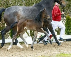 Springpferd Carla Bruni (Westfale, 2016, von Cornet Obolensky)