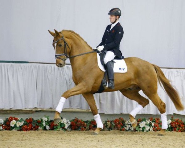 dressage horse Derek Dali (Westphalian, 2013, from Daley Thompson)