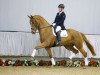 dressage horse Derek Dali (Westphalian, 2013, from Daley Thompson)