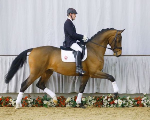 dressage horse Barny 74 (KWPN (Royal Dutch Sporthorse), 2013, from Bordeaux 28)