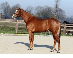 stallion Ulove des Charmes (Selle Français, 2008, from Calvaro Z)