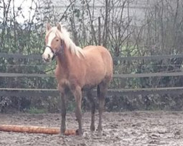 horse Benjo BI (Haflinger, 2015)