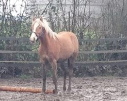 horse Benjo BI (Haflinger, 2015)