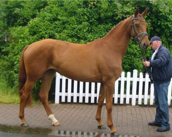 broodmare Londontime´s Girl (Hanoverian, 2010, from Londontime)