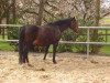 broodmare Wega (Hanoverian, 1992, from Wanderer)