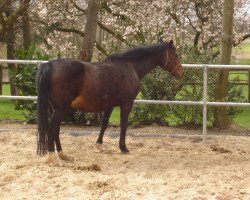 broodmare Wega (Hanoverian, 1992, from Wanderer)