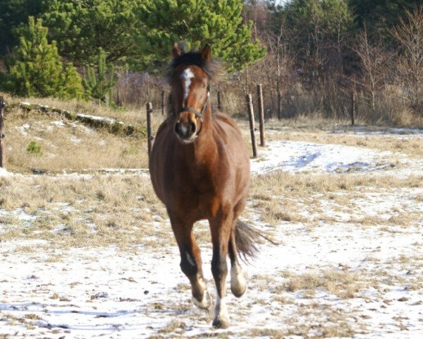 broodmare Sharin (Connemara Pony, 2012)