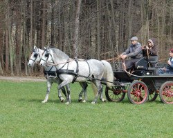 Pferd Siglavy Trompeta und Siglavy Batosta (Lipizzaner, 2009, von Siglavy Gaeta I 575)