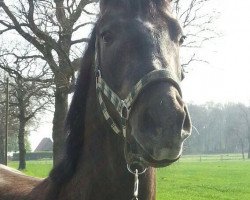 dressage horse Jerry Lou (Westphalian, 2011, from Jazz Royal)