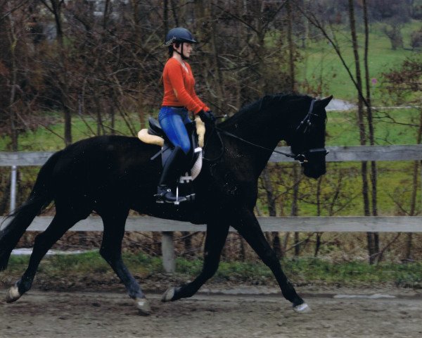 Dressurpferd Reli 4 (Trakehner, 2009, von Hohenstein I)