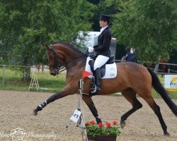 dressage horse Del Aqua (Austrian Warmblood, 2006, from Rubin Royal OLD)