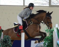 broodmare Andorra 116 (Oldenburg show jumper, 2007, from Arioso du Theillet)