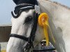 dressage horse Carlos de la Vega (unknown, 2004)