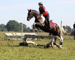 Springpferd Magic Maverick (Lewitzer, 2009, von Magic Merlin)