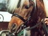 Zuchtstute Ronja (Dt.Part-bred Shetland Pony, 1987, von Doctor Igor)