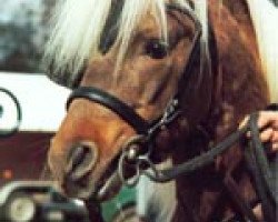 broodmare Ronja (Dt.Part-bred Shetland pony, 1987, from Doctor Igor)