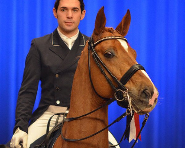 dressage horse Lorenzo (Bavarian, 2006, from Lord Loxley I)